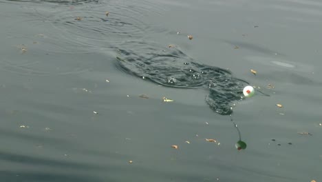 Ein-Fisch,-Der-Darum-Kämpft,-Sich-Von-Einem-Angelhaken-Zu-Befreien,-Verursacht-Wellen-Auf-Dem-Wasser-–-Hoher-Winkel