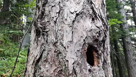 Agujero-Redondo-De-Pájaro-Carpintero-En-El-Tronco-Del-árbol