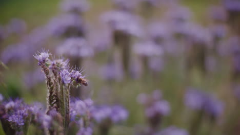la abeja trabaja en una flor, recoge el polen, y vuela a la colmena.