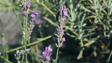 un primer plano de una abeja recogiendo polen de una flor de lavanda silvestre balanceándose en el viento