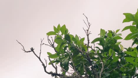 Moving-along-the-orange-tree-in-the-forest,-soft-rustling-of-leaves-and-the-occasional-whisper-of-the-wind-as-it-plays-among-the-branches