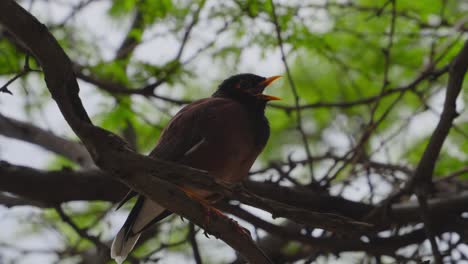 Ein-Myna-Vogel-Sitzt-Auf-Einem-Ast-Und-Ruft,-Indem-Er-Seinen-Orangefarbenen-Schnabel-öffnet