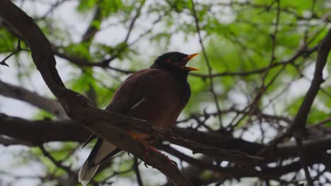 un pájaro myna está posado en una rama y llama abriendo su pico naranja