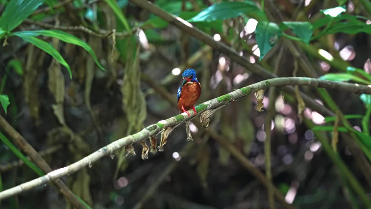 Blue-eared Kingfisher Perched On The Stem Of Plant. - closeup shot