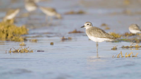sandpiper on beach shore with seaweeds
