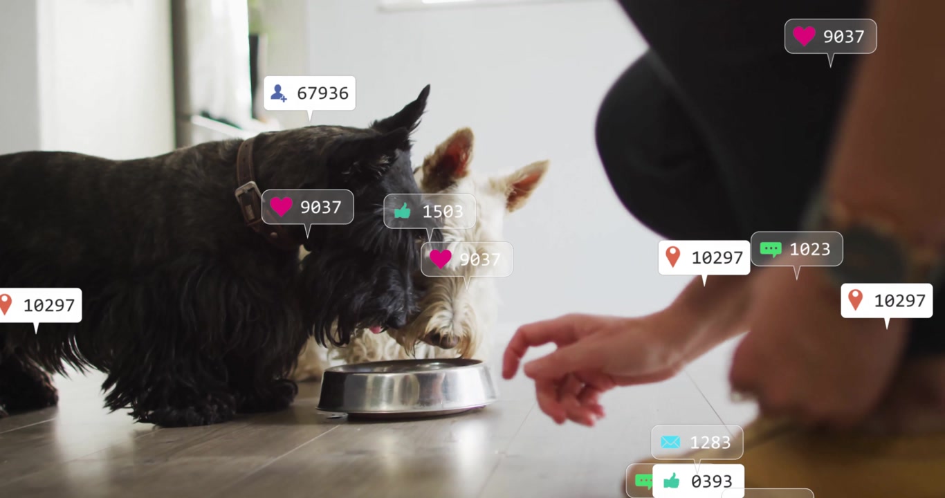 Woman placing dog bowl and boosting social media with animated icons floating around terrier duo