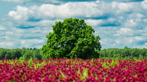red clover field, big oak sway in wind as clouds pass in sunny latvia timelapse