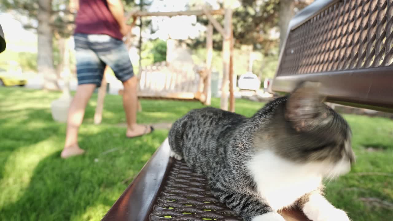 사랑스러운 회색 태비 고양이가 벤치에 누워있는 동안 주변을 돌아다니며 공공 공원에서 다른 벤치에 앉아 있습니다 - 정적