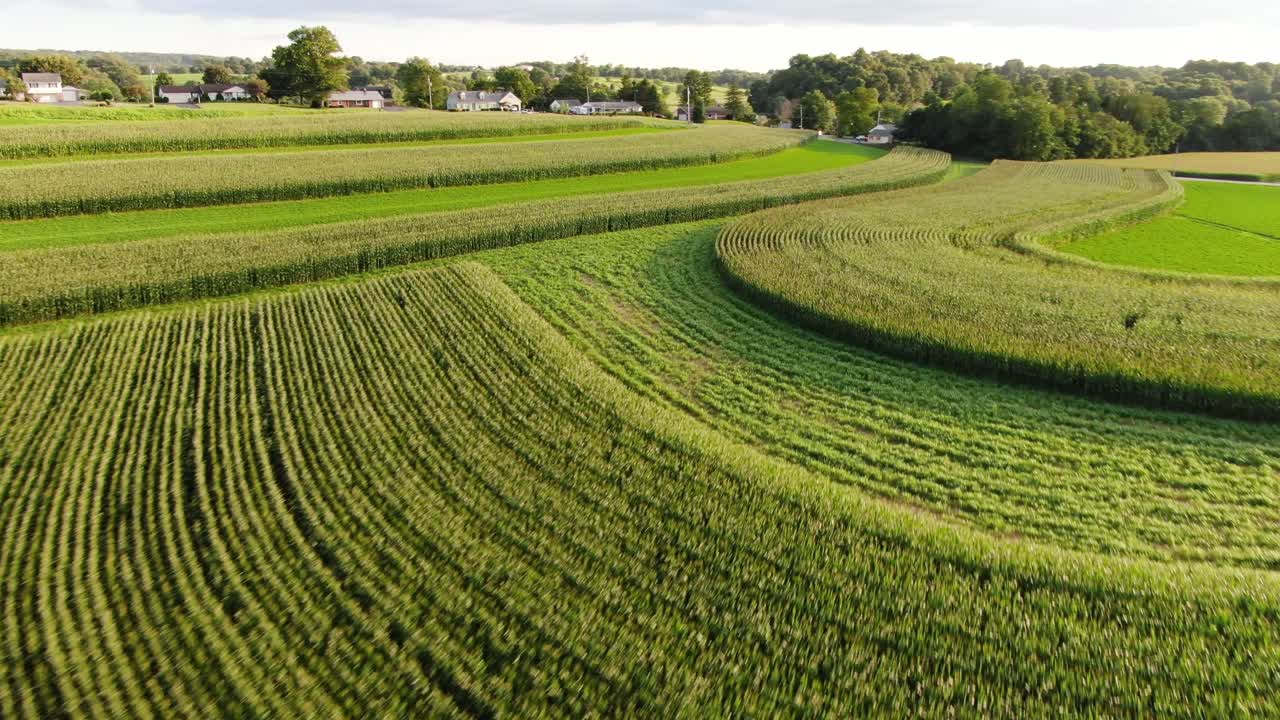 Contour farming to prevent soil erosion and water runoff on hillside, alternating corn and alfalfa fields, aerial drone view