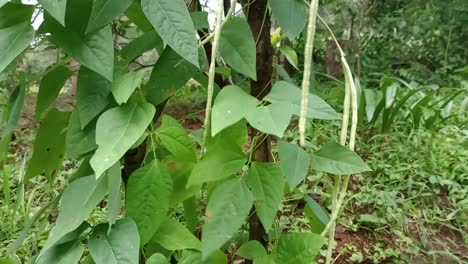 Fresh-And-Ripe-Cow-Peas-Hanging-In-The-Sunshine-On-A-Farm