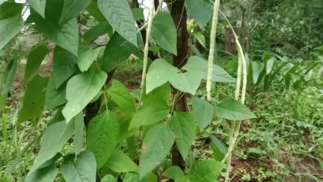 guisantes frescos y maduros colgando en el sol en una granja