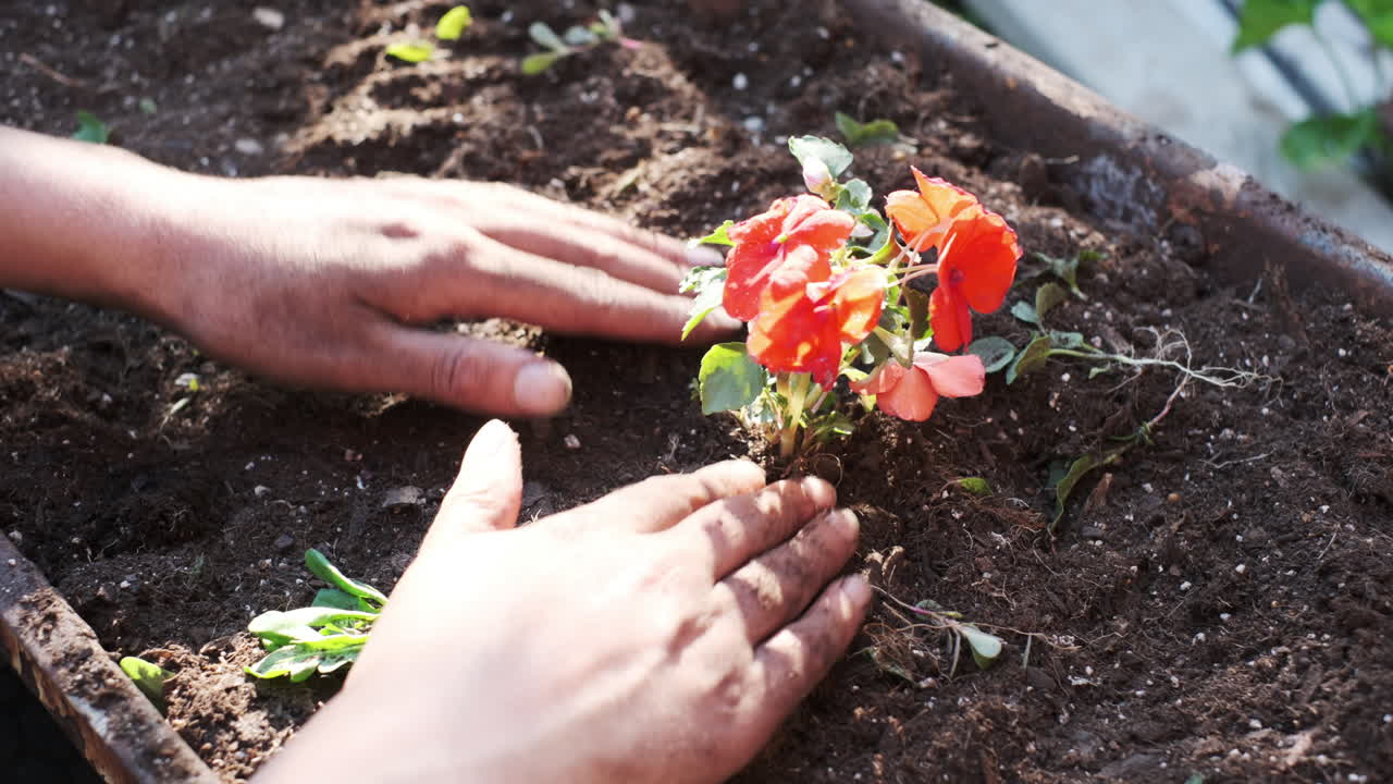 Zonlicht baadt de handen van een vrouw terwijl ze voorzichtig een levendige bloem in de warme aarde plaatsen op een heldere lentedag