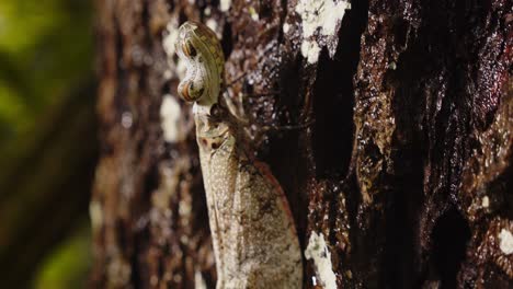 closeup of a well camouflaged lantern bug with its head like an alligator moving up with its legs