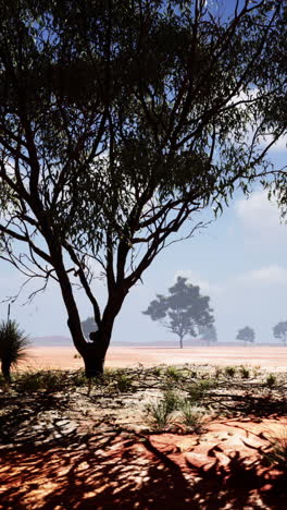 desert landscape with trees