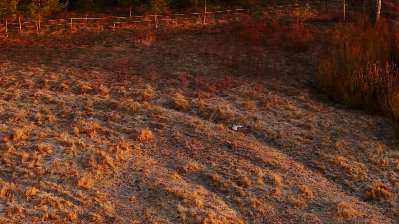 Golden sunrise light glows over grass as crane escapes into morning sky, 4K
