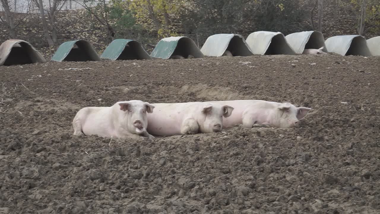 Pigs resting on dirt at industrial farm