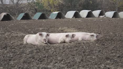 pigs resting on dirt at industrial farm
