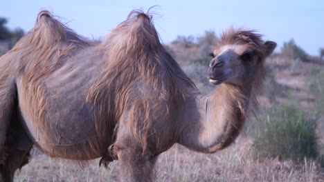 young bactrian camel