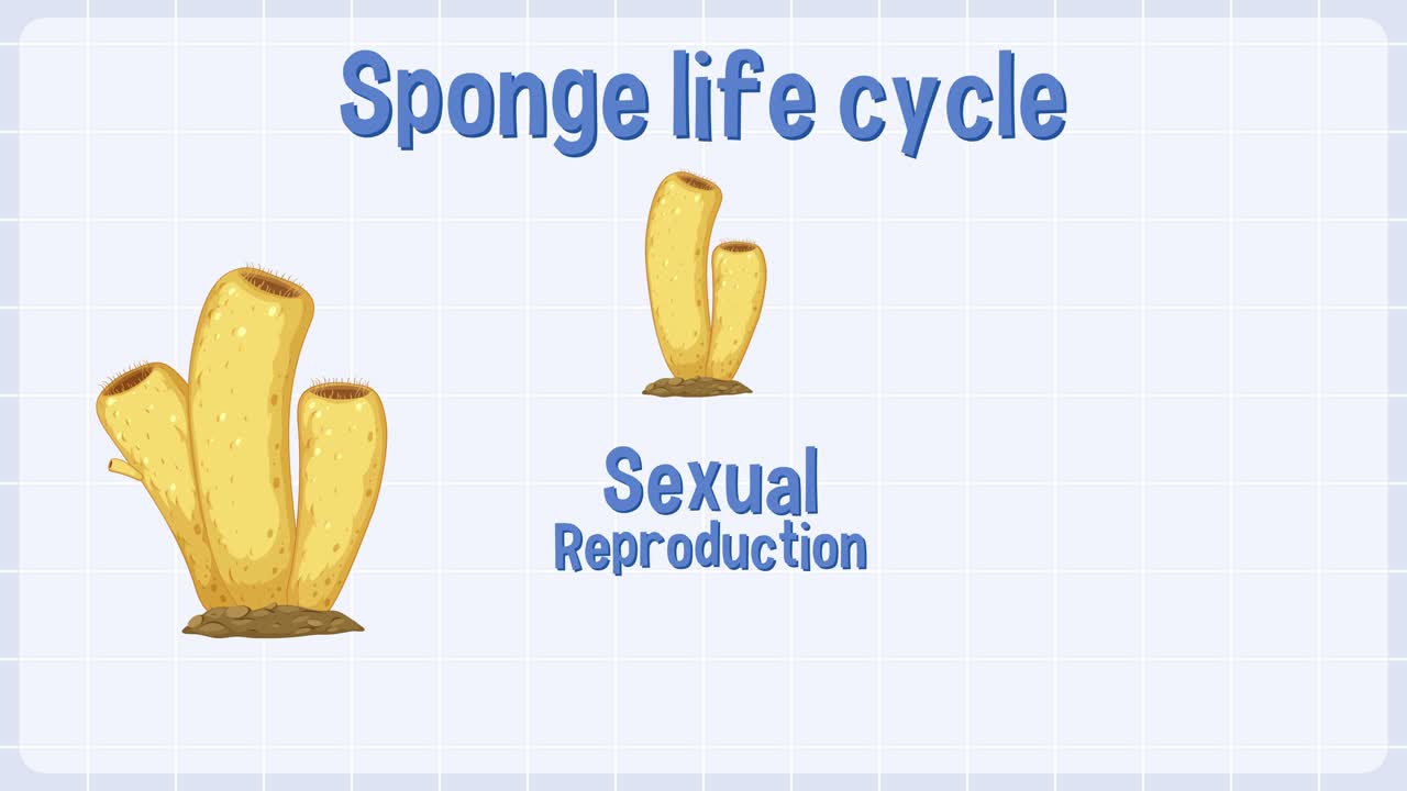 스폰지의 생식 과정에 대한 교육적 묘사입니다.