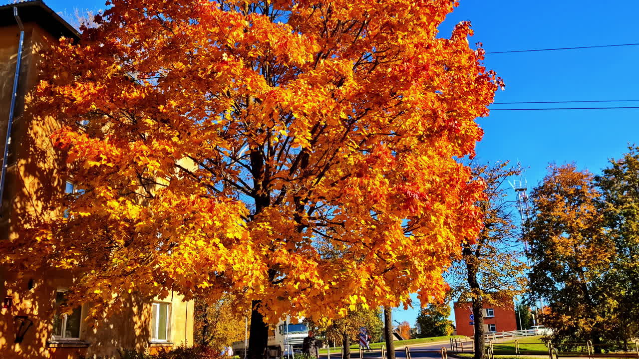 A single orange-brown tree in full autumn colors stands tall beneath a bright, clear blue sky