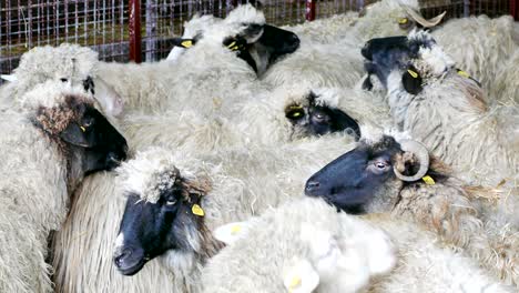 sheep and lambs on farm animals