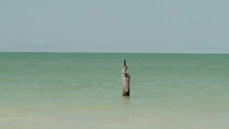 Un-Pelícano-Solitario-Se-Alza-Sobre-Un-Tronco-Vertical-En-La-Playa,-Holbox,-Yucatán,-México