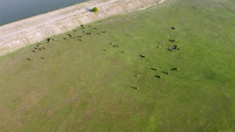 Grupo-De-Búfalos-Tailandeses-En-La-Industria-Animal-Del-Campo-De-Hierba