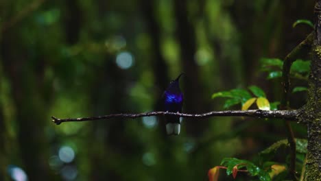 Two-flashy-blue-and-green-hummingbirds-are-flying-around,-chasing-each-other-on-a-branch-in-slow-motion-in-the-jungle-in-Monteverde,-Costa-Rica
