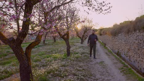 man walks among almond trees in blossom at dusk in early spring