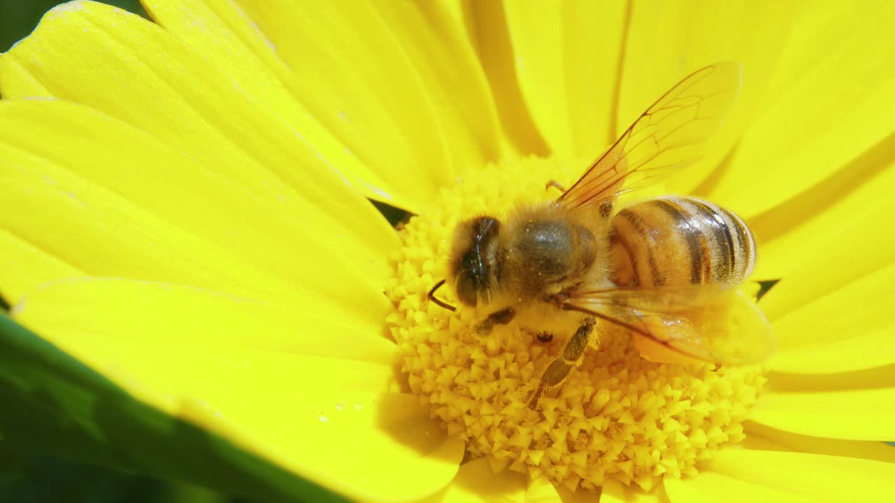 vista superior de la abeja melífera se alimenta de néctar y polen de flor amarilla y se va volando