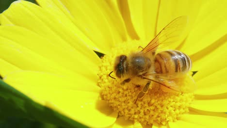 Top-view-of-honey-bee-feeds-on-nectar-and-pollen-of-yellow-flower-and-flies-away