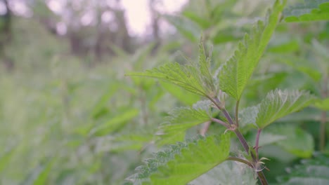 Pan-over-wild-nettles-in-garden