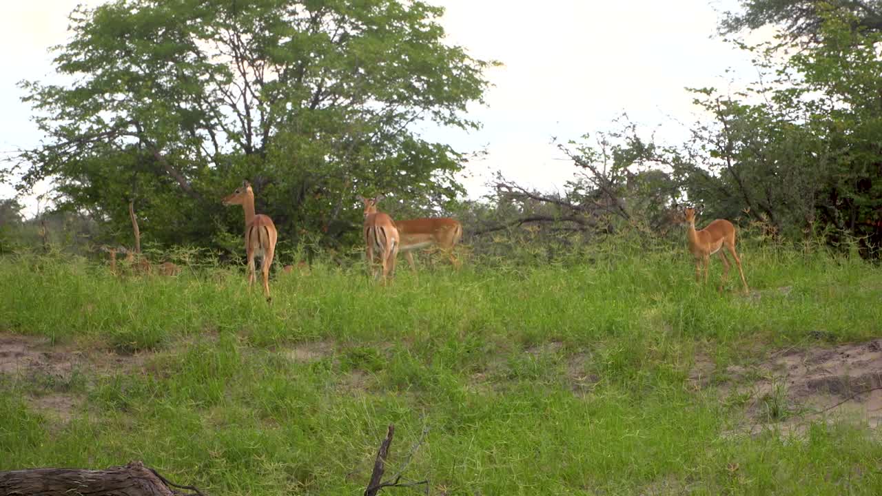 manada de antílopes en una pequeña zona forestal en la sabana