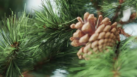 close-up of christmas tree  and  fir cones