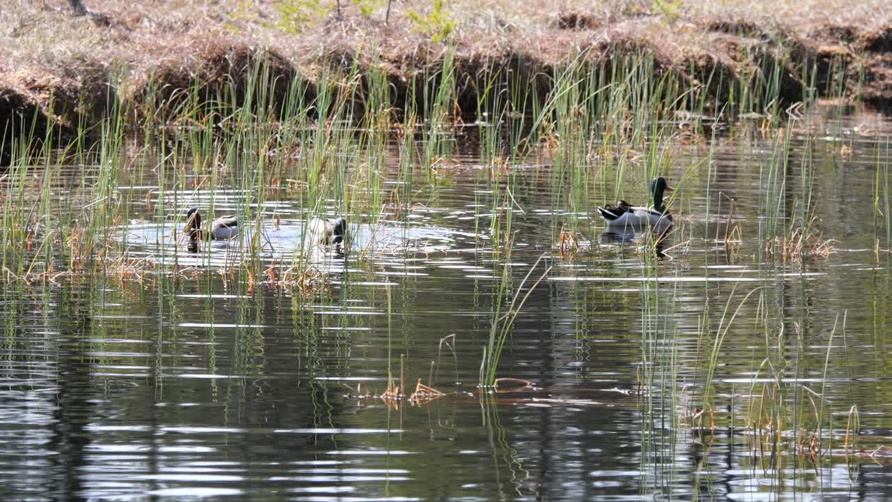 Ducks Swimming and Diving for Food at the Wildsee at the Highland Moor in Kaltenbronn in the Black Forest, Germany