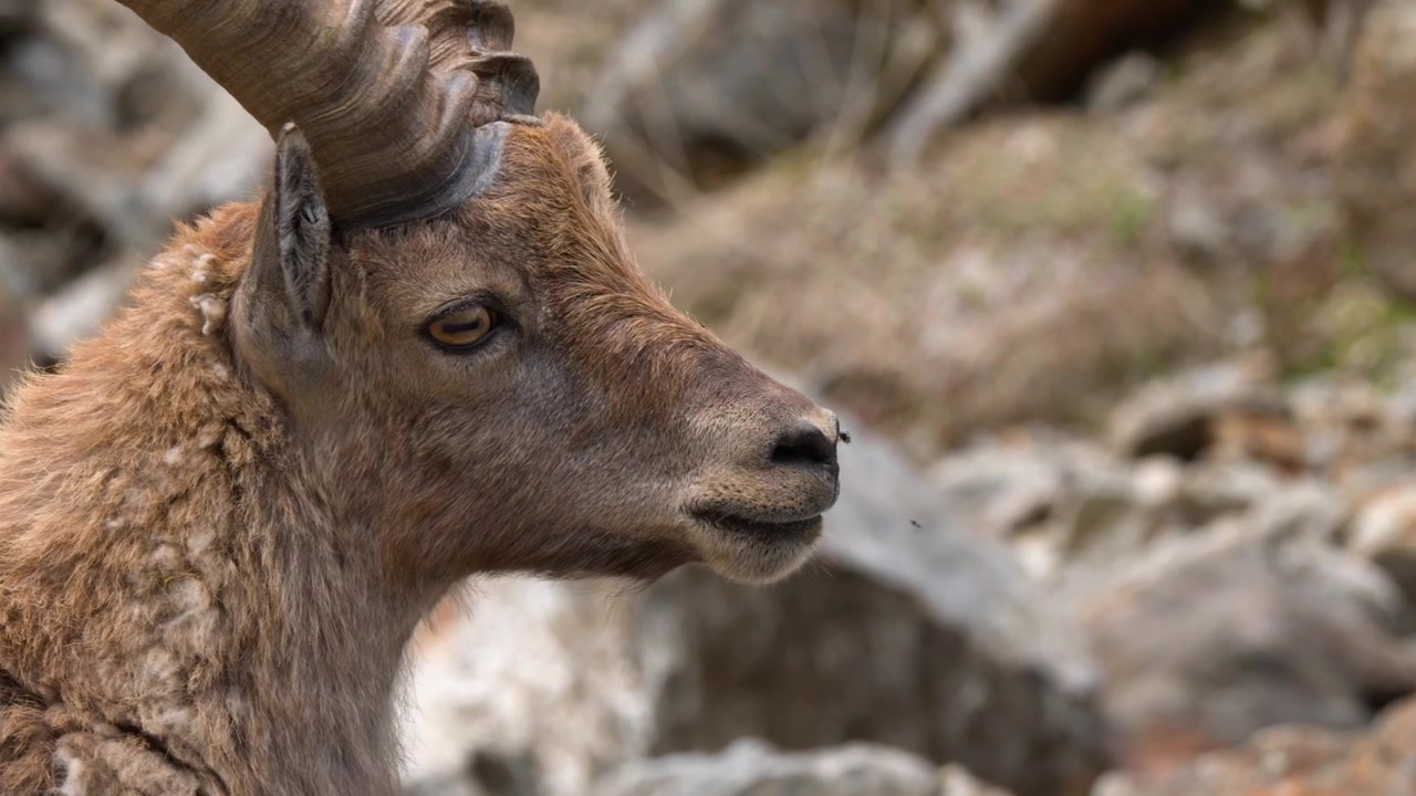 Primo piano di profilo di uno stambecco alpino che si guarda intorno su uno sfondo di montagna rocciosa in Italia.