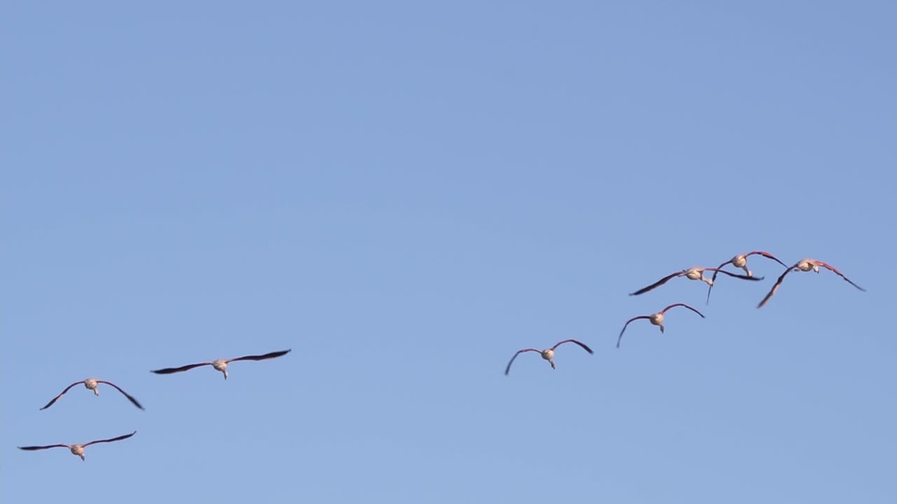 Flock Of Chilean Flamingo Flying Under The Blue Sky. tracking shot