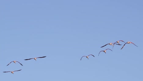 flock of chilean flamingo flying under the blue sky. tracking shot