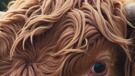 close-up of a highland cow