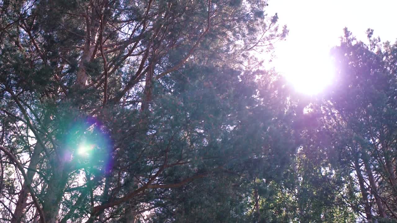 солнечный свет проходит сквозь сосны.