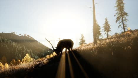 Deer-Male-in-Forest-at-Sunset