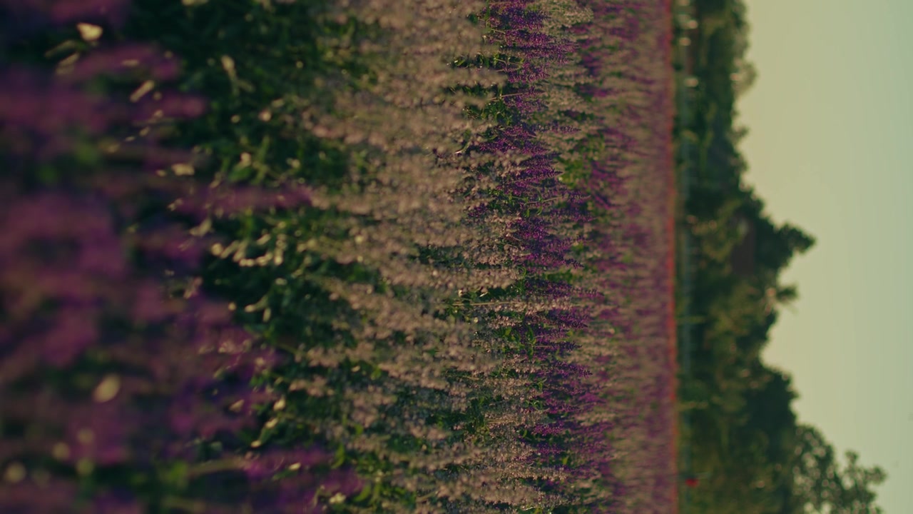 Vibrant Purple Lavender Field Blooming in Summer Sunlight