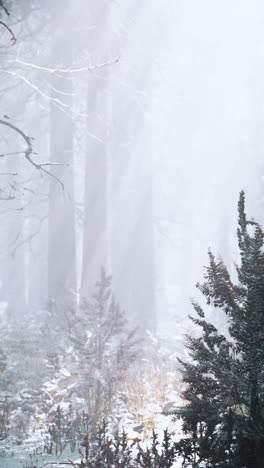 snowy foggy forest