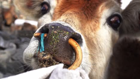 a close up shot of a himalyan calf with graceful eyes