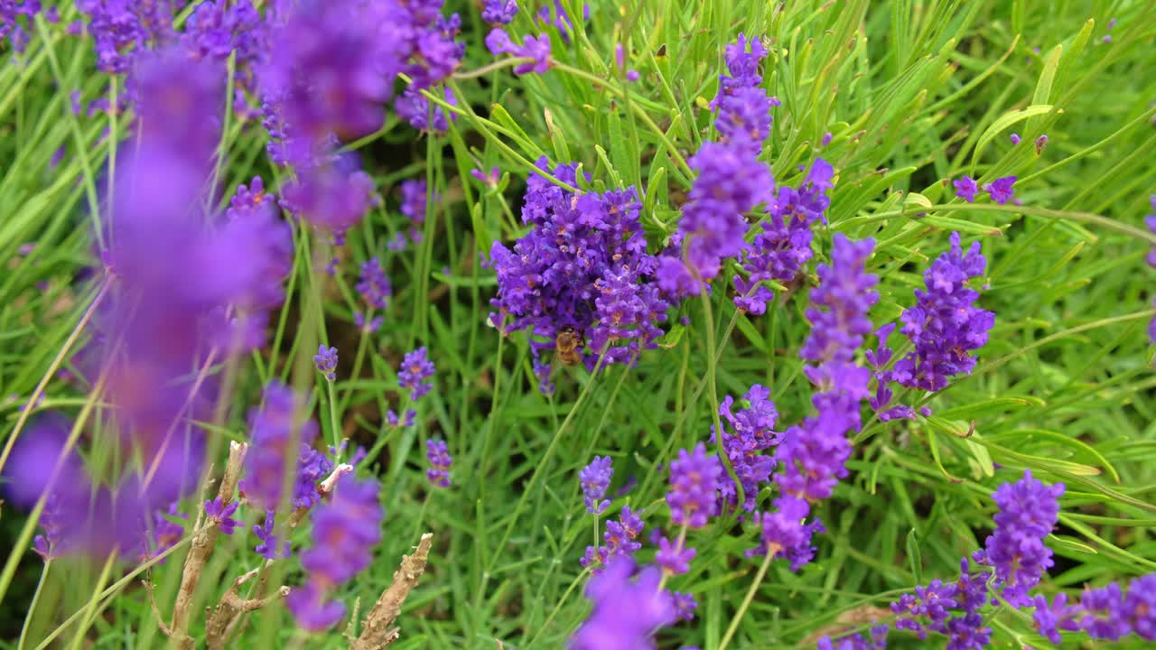 близкий кадр пчелы, собирающей пыльцу из дикой лавандовой цветочной растения в английской сельской местности