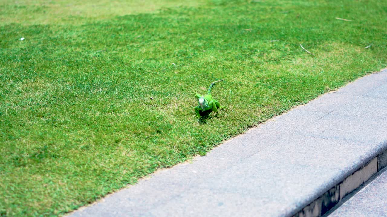 Green iguana crawling on grass, eating plants near a street