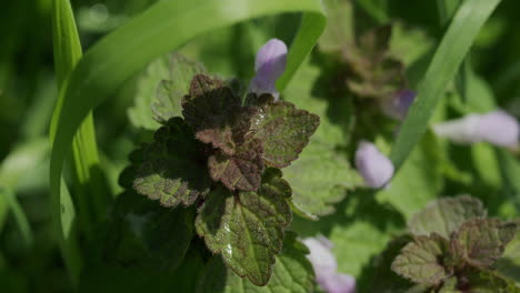 primer plano de una pequeña planta que crece cerca de un campo de colza