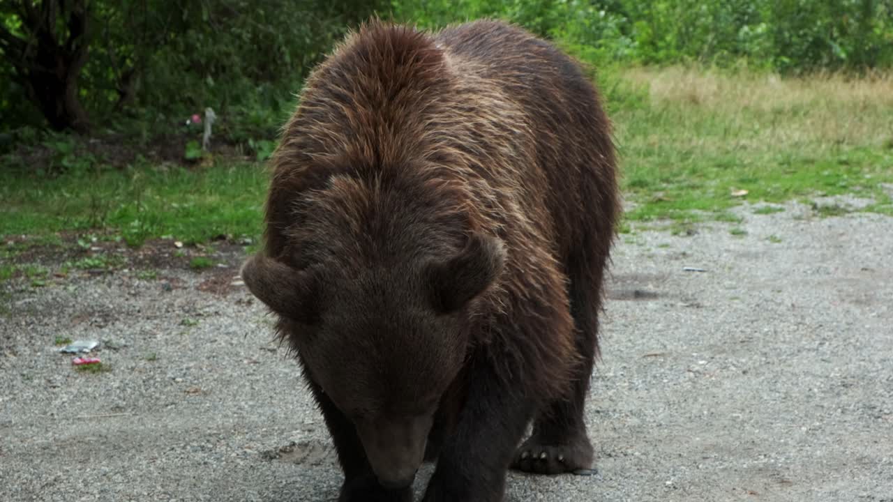Grande orso bruno che si gusta una mela rossa. Ripresa a mano.