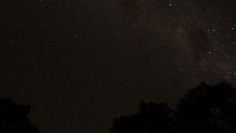 A serene view of the night sky featuring stars and silhouetted tree tops.