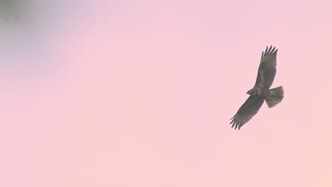 european honey buzzard flying in mid-air with rosy pink sky view